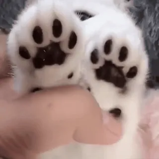 🐾 fb1fa317 고양이, 발, 애완동물, 새끼 고양이, 동물, 귀여운, 하얀색, 발가락 telegram sticker