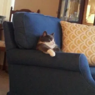 🪐 02244062 kot, zwierzę domowe, kanapa, zwierzak, relaks, koci, zwierzę telegram sticker