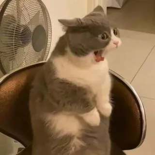 🪐 028d4afb kot, śmieszne, zszokowany, zaskoczony, zwierzę, mem telegram sticker