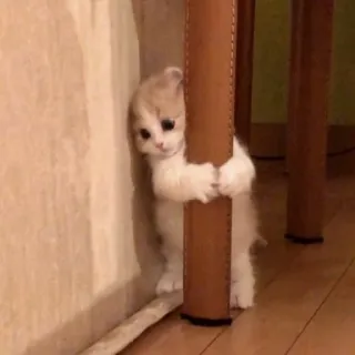 🪐 1e6a796d kociak, kot, słodki, zwierzę, zwierzak, uroczy telegram sticker