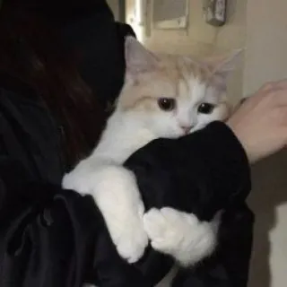 🪐 223b9d86 kot, kociak, słodki, zwierzę domowe, zwierzę, domowy telegram sticker