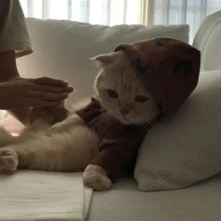 🪐 2294ed5b kot, zwierzę domowe, zwierzę domowe, zwierzę, kotowate, słodki telegram sticker