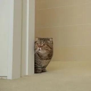 🪐 265660c2 kot, ukryty, zwierzę domowe, zwierzę, kot domowy, słodki, ciekawy, pręgowany telegram sticker
