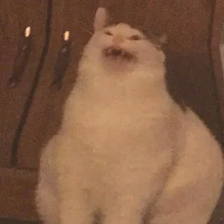 🪐 41879ac3 kot, mem, śmieszne, zwierzę, zwierzak, biały kot telegram sticker