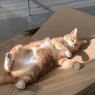 🪐 593a3180 kot, zwierzę, kotowaty, kot domowy, rudy pręgowany, śpiący, karton telegram sticker