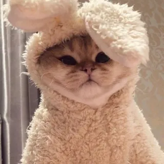 🪐 661e626e kot, zwierzę, zwierzak, ssak, słodki, uszy królika, kostium, zwierzę domowe telegram sticker