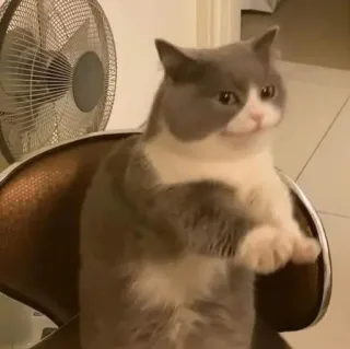 🪐 6b26343e kot, słodki, zwierzę domowe, zwierzę, śmieszny, siedzący, krzesło telegram sticker