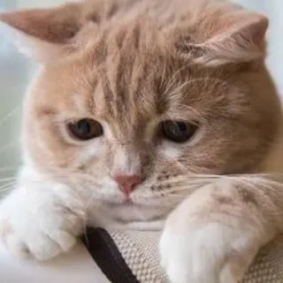 🪐 9f64e886 kot, zwierzę domowe, zwierzę, słodki, smutny, kociak, koci telegram sticker