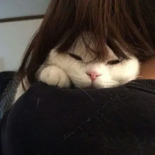 🪐 b207abee kot, peruka, zwierzę domowe, zwierzę, słodki telegram sticker