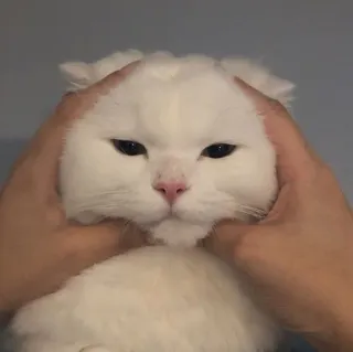 🪐 be01c4ef kot, biały kot, zwierzę domowe, zwierzę, słodki, ręce, śmieszne, mem telegram sticker