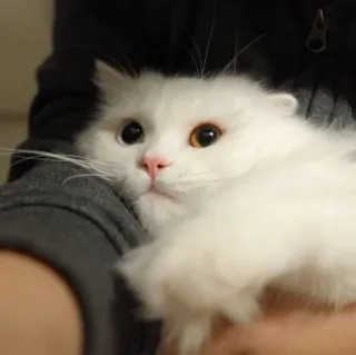 🪐 ca0d277b kot, biały kot, zwierzę, zwierzę domowe, słodki, puszysty, kot domowy, kot różnooki telegram sticker