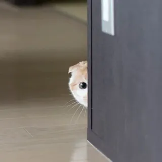 🪐 f3e53281 kot, podglądanie, ukrywanie się, zwierzę, kot domowy, zwierzę domowe, ciekawy telegram sticker