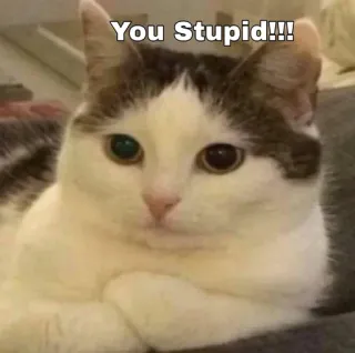 👀 0627c506 You Stupid!!! แมว, โง่, ตลก, มีม, สัตว์ telegram sticker