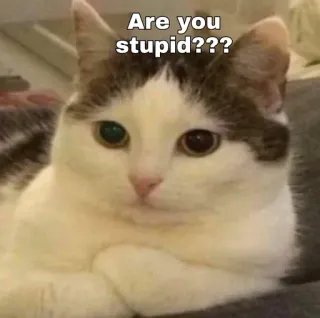 👀 76657474 Are you stupid??? แมว, มีม, คำถาม, ตลก, สัตว์เลี้ยง, สัตว์ telegram sticker