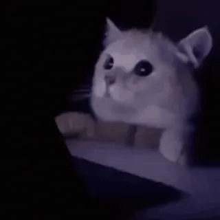 👺 26fad0aa kat, meme, verdrietig, grappig telegram sticker