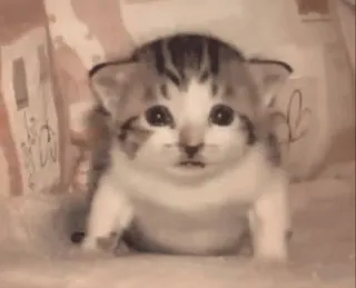 😳 2c16ae99 kitten, kat, schattig, dier, huisdier telegram sticker