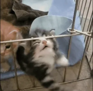 🙁 359fbf72 kitten, kat, kooi, schattig, dier, huisdier telegram sticker