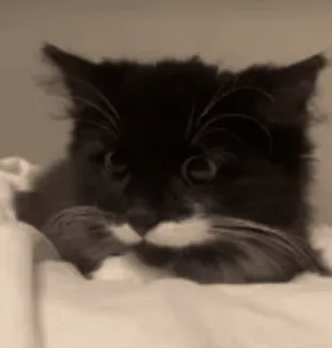 kitties 2 by @norufx telegram stickers