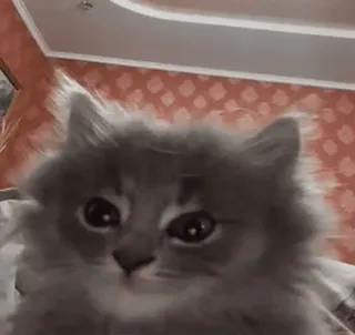 🙂 6cd6e980 kat, kitten, fluffy, grijs, huisdier telegram sticker