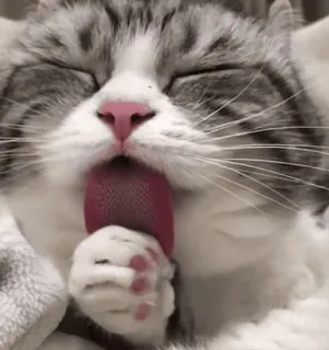 😝 718b06af kat, likken, dier, schattig, huisdier, tam telegram sticker