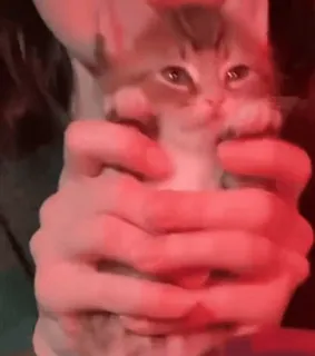 kitties 2 by @norufx telegram stickers