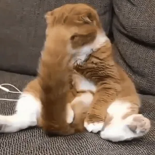 kitties 2 by @norufx whatsapp stickers