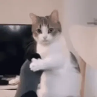 😋 a467e419 kat, schattig, dier, huisdier, grappig telegram sticker