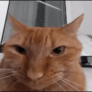 😠 b2bcf904 kat, oranje, huisdier, dier, katachtig, huisdier telegram sticker