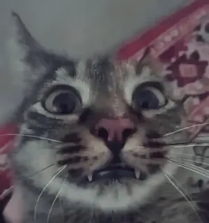 😐 b4fb39e8 kat, dier, geschokt, grappig, huisdier telegram sticker