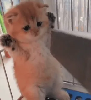 😰 bd851e43 kitten, kat, schattig, huisdier, dier telegram sticker