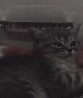 😭 d3153e02 kat, kitten, grijs, huisdier, dier, schattig telegram sticker