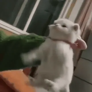 🤬 f2fcd63e kat, kitten, wit, schattig, dier, huisdier telegram sticker