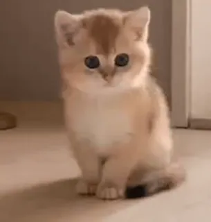 🧐 05a0e3a4 새끼 고양이, 고양이, 귀여운, 애완동물, 동물, 작은, 집고양이, 고양이과 whatsapp sticker