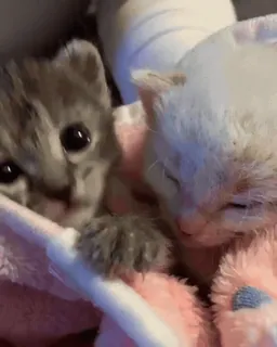 kitties 3 by @norufx telegram stickers