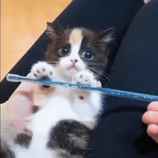 ☺️ 2697db90 새끼 고양이, 고양이, 귀여운, 애완동물, 동물, 작은, 사랑스러운 whatsapp sticker