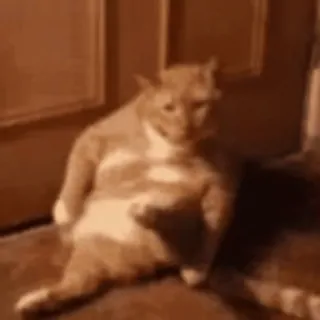 💩 3bda9676 고양이, 무례한, 가운데 손가락, 불쾌한, 밈, 동물, 제스처 whatsapp sticker