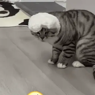 🐰 46bc86d2 고양이, 웃긴, 동물, 애완동물, 모자 whatsapp sticker