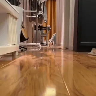 kitties 3 by @norufx telegram stickers