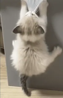 😁 59431299 새끼 고양이, 고양이, 등반, 귀여운, 동물, 애완 동물 whatsapp sticker