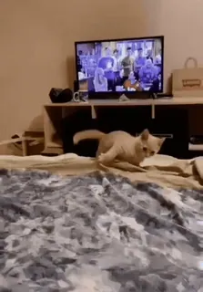 😃 5b32a5a3 고양이, 새끼 고양이, 애완동물, 동물, 침대, 집 whatsapp sticker