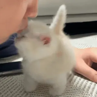 😘 5e45d9fd 고양이, 새끼 고양이, 흰 고양이, 귀여운, 애완 동물, 동물, 가축, 푹신한 whatsapp sticker