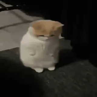 😳 63273cc1 고양이, 귀여운, 동물, 웃긴, 밈, 카와이 whatsapp sticker