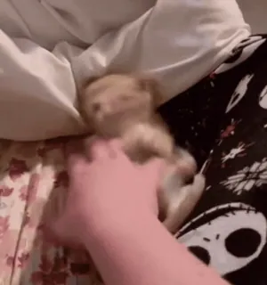 😃 668316ce 새끼 고양이, 고양이, 애완 동물, 귀여운, 동물, 손, 놀이 whatsapp sticker