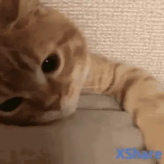 😁 77a8848a 고양이, 동물, 애완동물, 새끼 고양이, 귀여운, 웃긴 whatsapp sticker