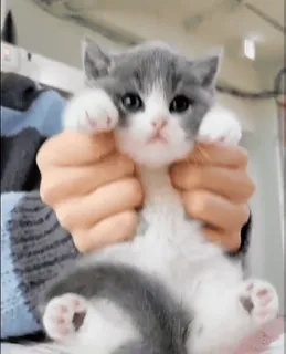 🤭 8b57ea56 새끼 고양이, 고양이, 귀여운, 동물, 애완 동물, 반려 동물 whatsapp sticker