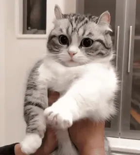 🥺 9ebbb30c 고양이, 새끼 고양이, 귀여운, 애완 동물, 동물, 가축 whatsapp sticker