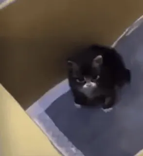 😭 a8a708c4 고양이, 상자, 동물, 애완동물, 새끼 고양이, 귀여운 whatsapp sticker