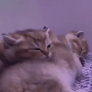 🥰 aede43d5 고양이, 귀여운, 동물, 새끼 고양이, 자는 whatsapp sticker