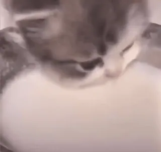 🍼 af321d52 고양이, 새끼 고양이, 동물, 귀여운, 애완 동물, 고양이과 whatsapp sticker