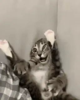 😡 bf783ab0 고양이, 웃긴, 동물, 새끼 고양이, 애완 동물, 귀여운, 바보 같은, 행복한 whatsapp sticker